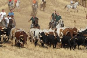 Fiestas y encierros de San Miguel Arcángel en Villamanrique