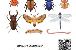 III Concurso escolar de dibujo “Invertebrados de los espacios naturales protegidos de Castilla-La Mancha”