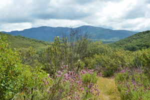 HOCES DEL ESTENILLA