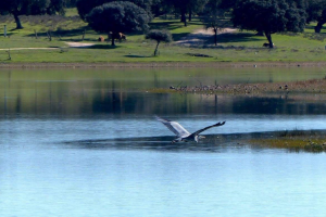 SIERRA DEL AGUILA